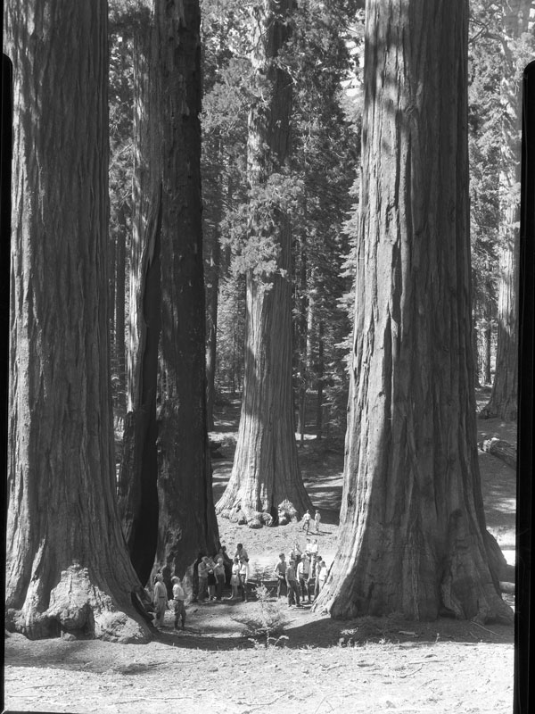 a black and white photo among giant sequoias