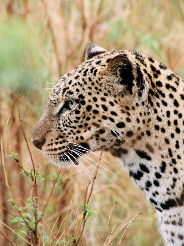 a leopard in the grass