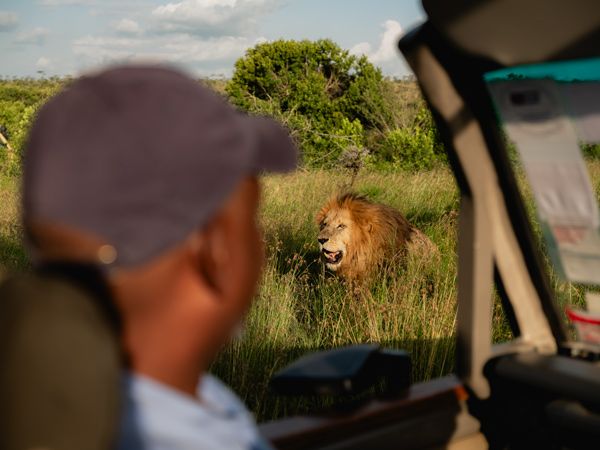 a lion in the safari as seen from a 4WD