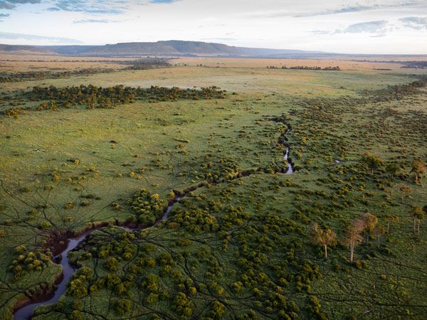 an aerial view of the Masai Mara