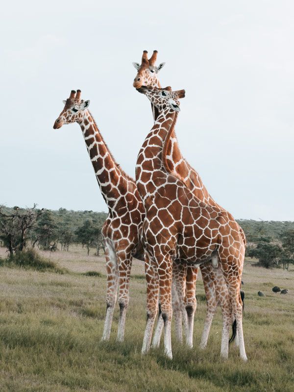 the giraffes ofOl Pejeta