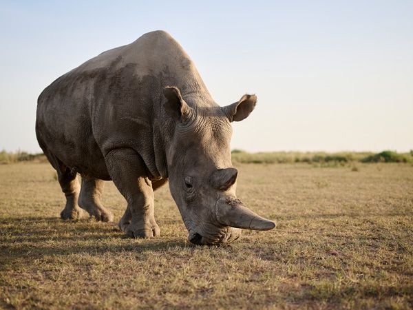 a rhino grazing in the field