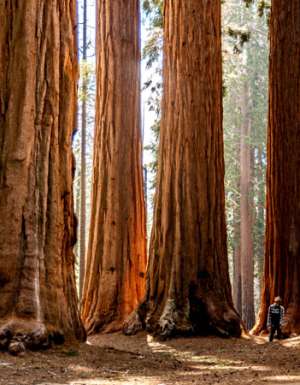 huge sequoia trees at Sequoia National Park
