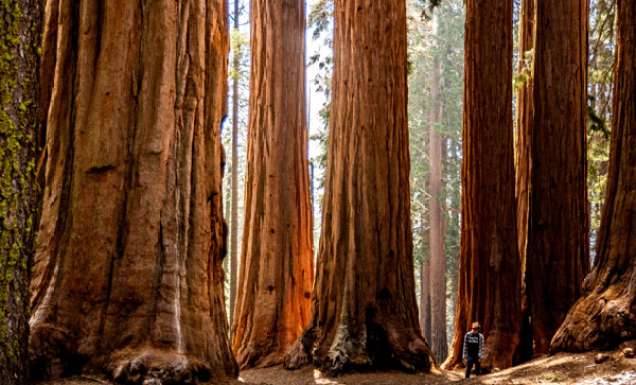 huge sequoia trees at Sequoia National Park
