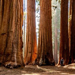 huge sequoia trees at Sequoia National Park