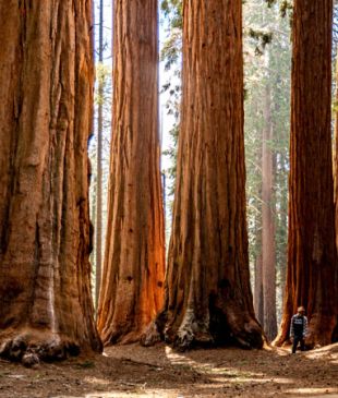 Uncovering the many wonders of Yosemite and Sequoia