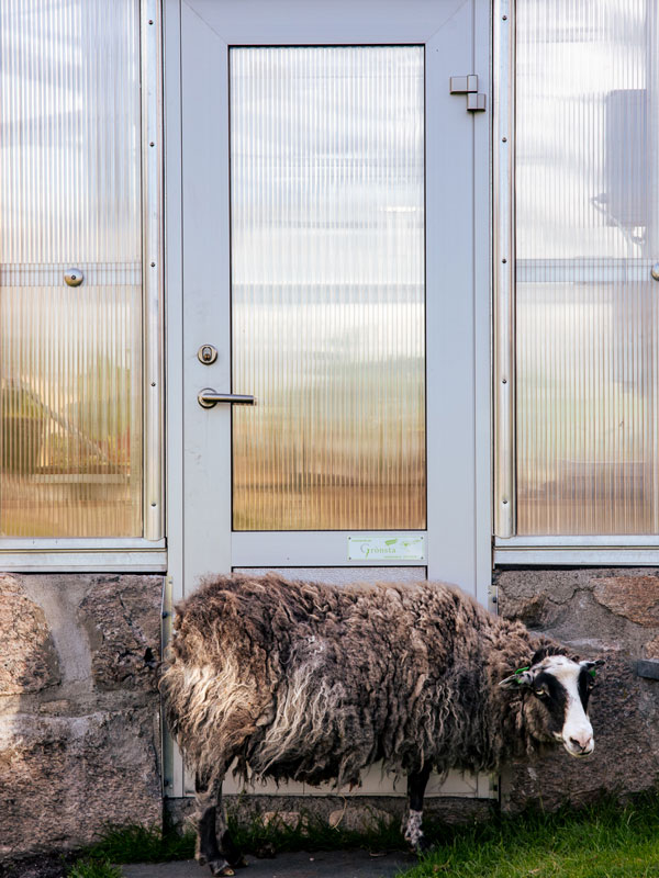 a resident sheep in Manshausen