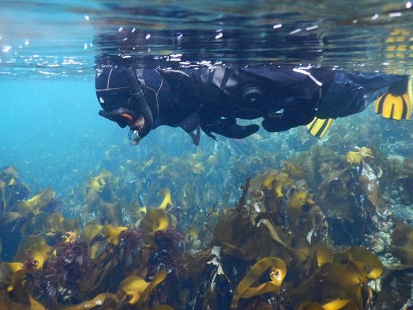 snorkelling in Saltstraumen