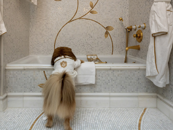 Pup package at The Plaza Hotel New York City 