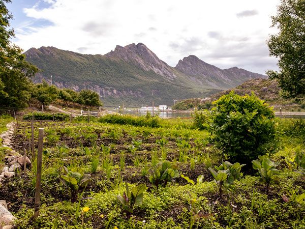 the vegetablegarden with a view of Nordskottraversen