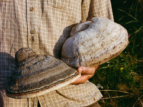 holding conk or horseshoe fungus
