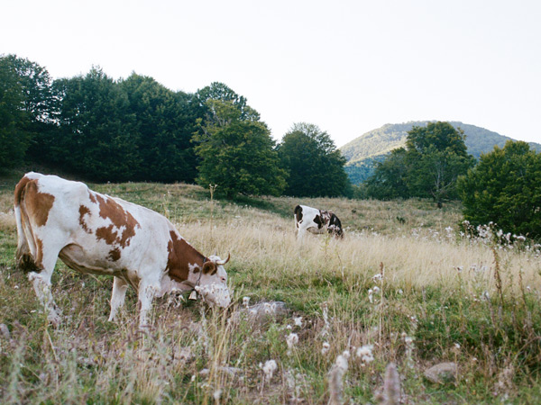 cows grazing in the field, Corund
