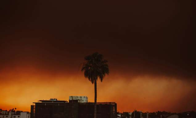 Palm tree silhouetted in glow of the Palisades fire in Los Angeles, California. View from Koreatown