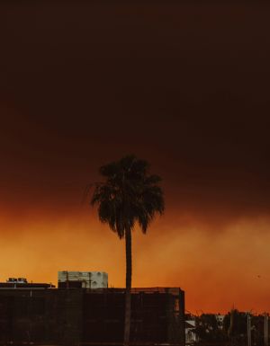 Palm tree silhouetted in glow of the Palisades fire in Los Angeles, California. View from Koreatown