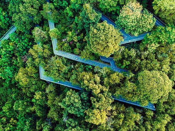aerial of a Singapore Forest Walkway