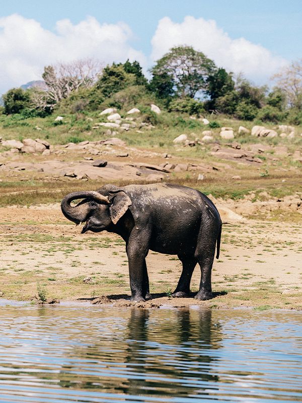 And elephant at Gal Oya Lodge