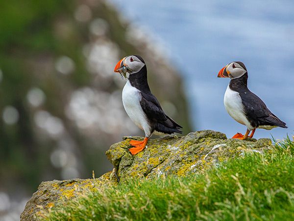 puffins at Faroe Islands