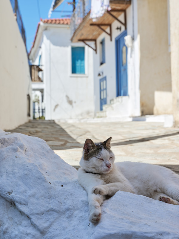 a cat in the sun, Greece