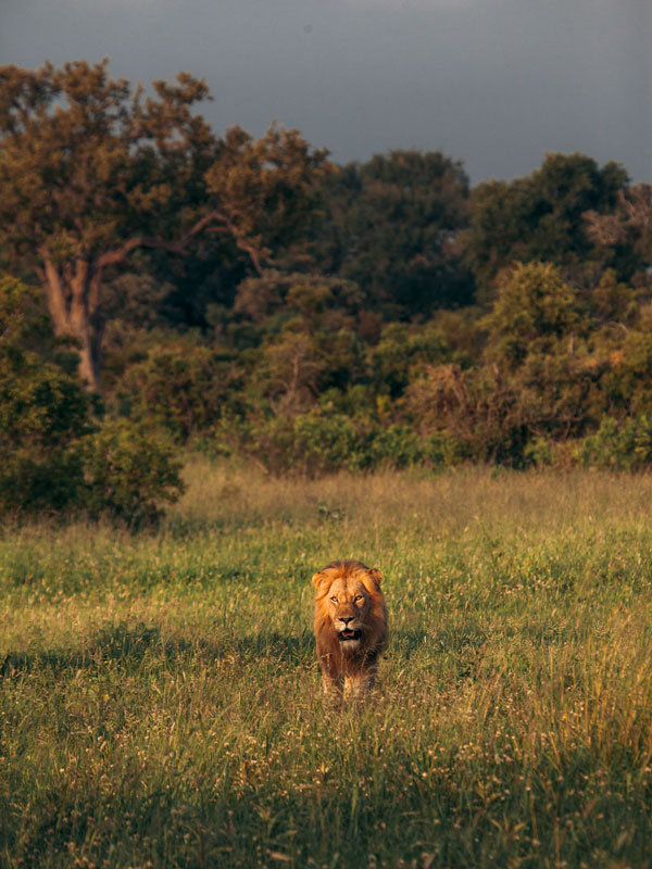 a male lion in the andBeyond Ngala Private Game Reserve