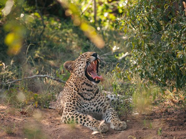 a leopard yawning under a canopy of trees