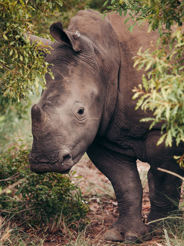 a close-up shot of a Rhino, Ngala