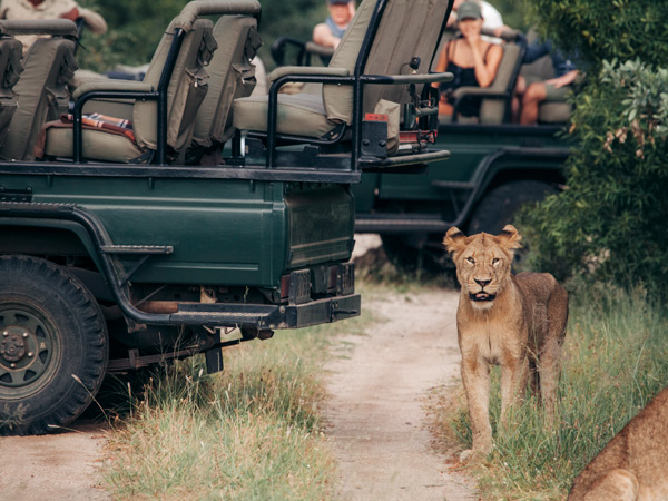 a lioness between safari trucks