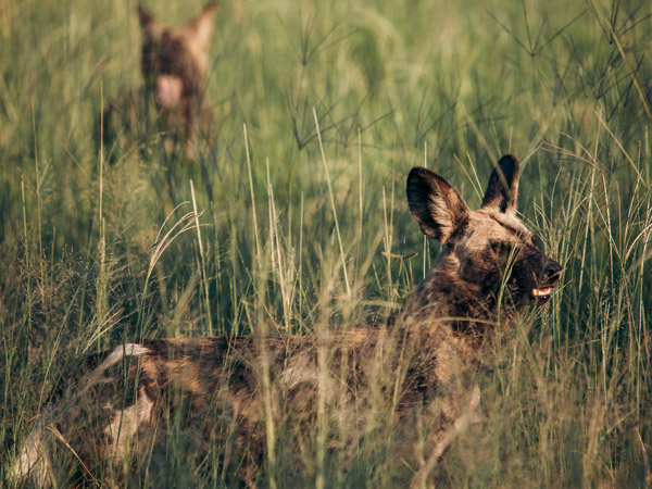 the endangered African wild dog, Ngala