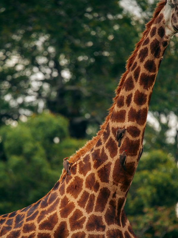 a close-up of a giraffe at andBeyond Ngala Tented Camp 