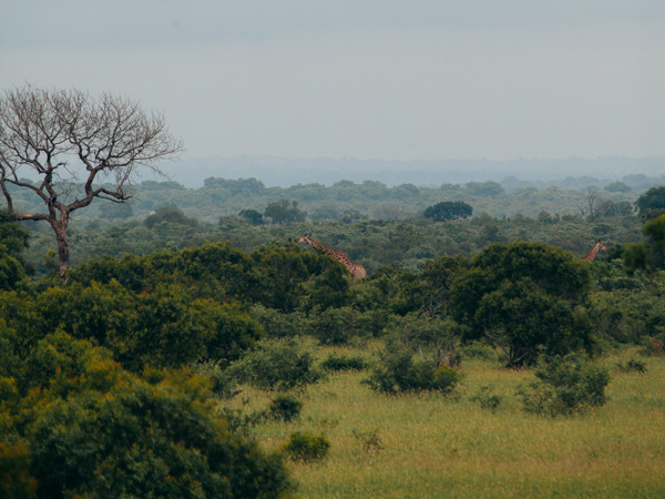 giraffes in the bushland, Ngala