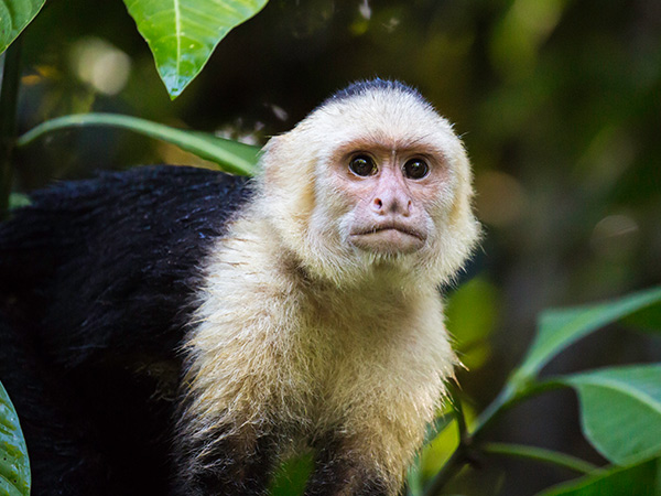 monkeys in Costa Rica with UnCruise Adventures