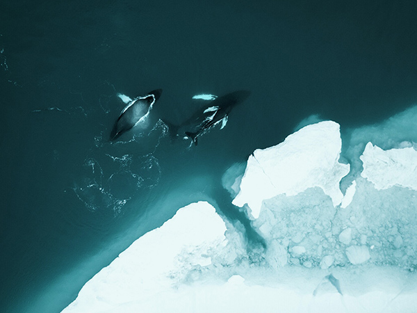 whales in Greenland with HX Expeditions
