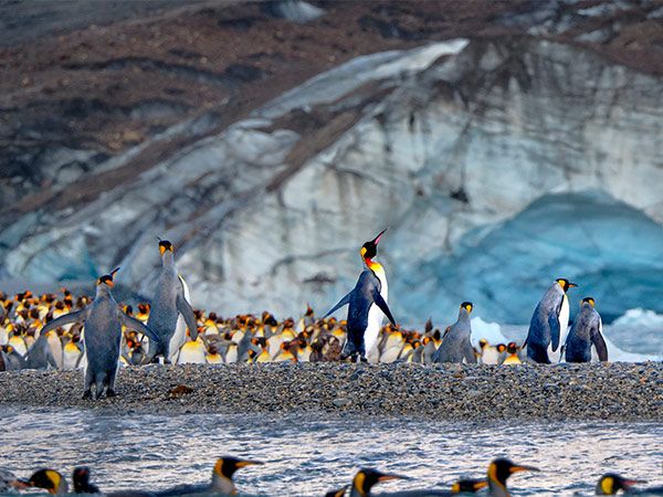king penguins in South Georgia