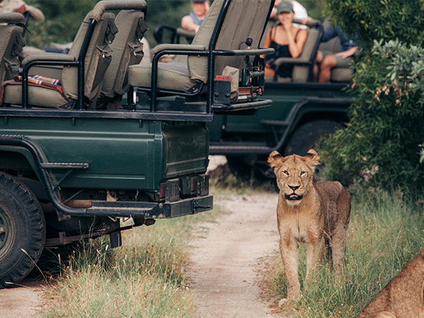 lioness in Kruger National Park