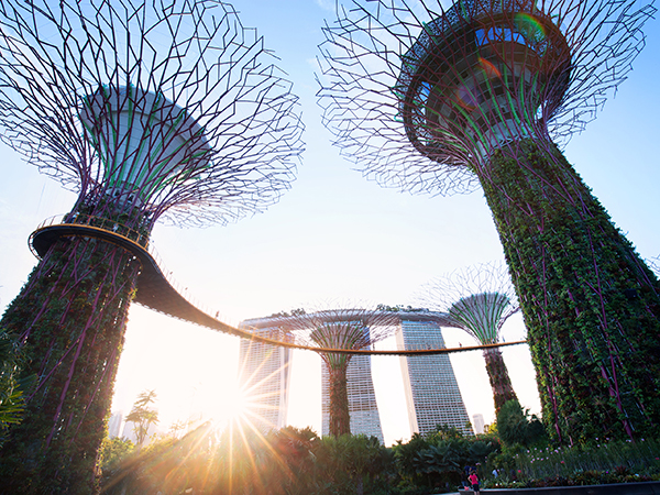 Towering Supertrees in Gardens by the Bay.
