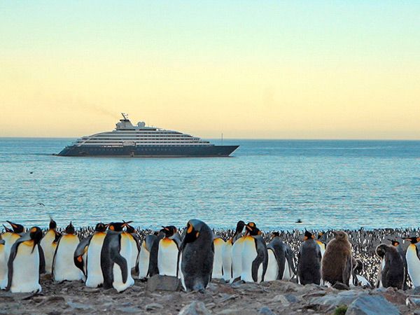 view of penguin colonies from a luxury cruise