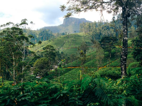 the Uga Halloowella, Pekoe Trail, Sri Lanka Hill Country