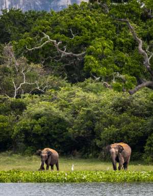 Two elephants in the wild of Sri Lanka