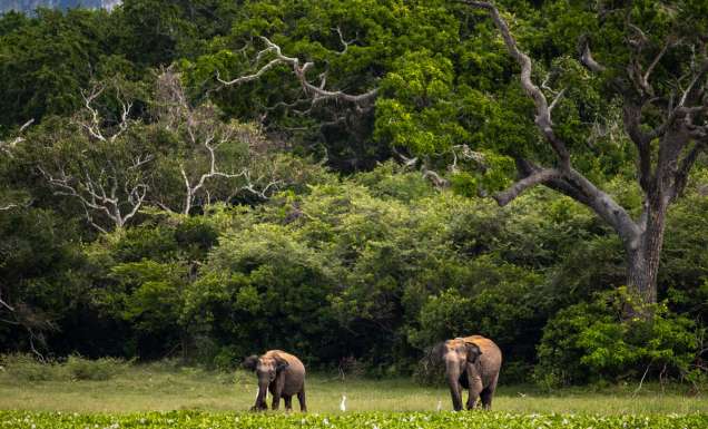 Two elephants in the wild of Sri Lanka