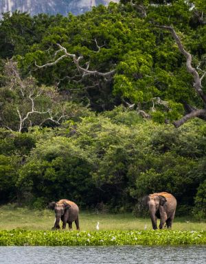 Two elephants in the wild of Sri Lanka