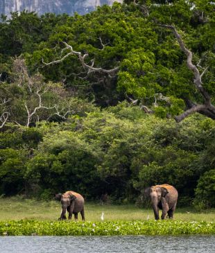 Track leopards, elephants and pick tea at Sri Lanka’s most immersive stay
