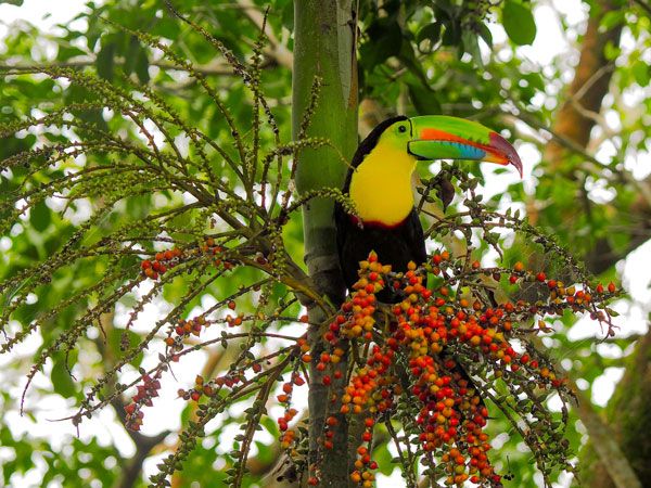 a toucan at CerraAncón, Panama