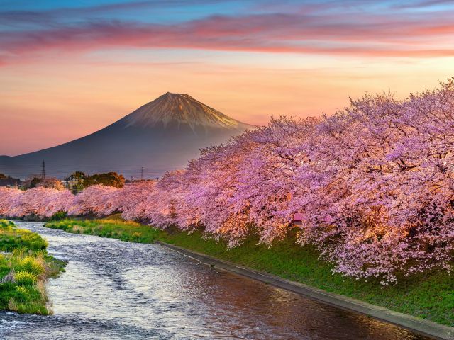cherry blossoms in front of mount fuji in japan