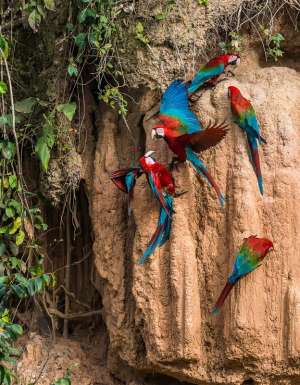 Scarlet Macaws in the Amazon