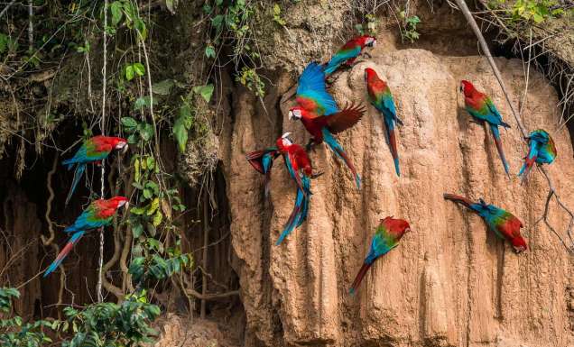Scarlet Macaws in the Amazon