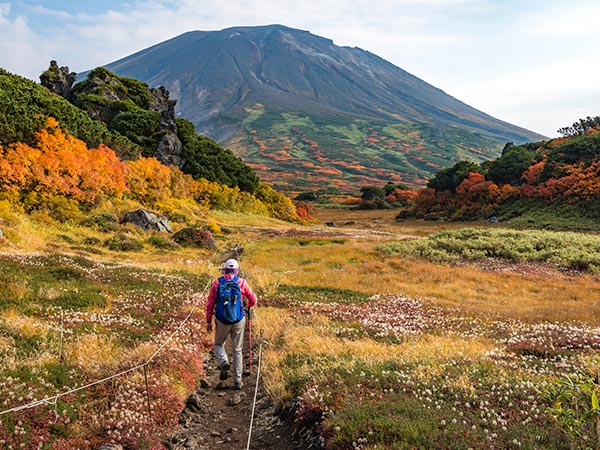 person walking through wildflowers in Daisetsuzan National Park hokkaido summer guide japan