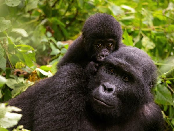 adult female gorilla with baby in Uganda