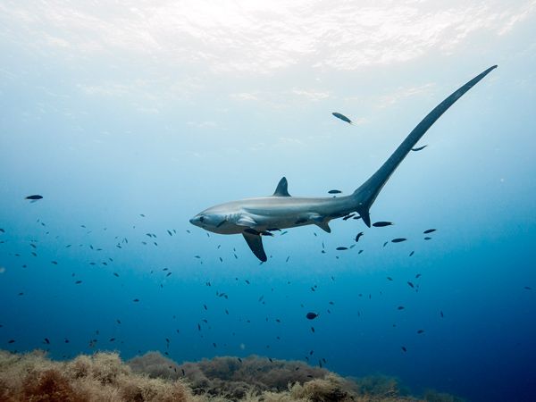a thresher shark in Malapascua, Philippines