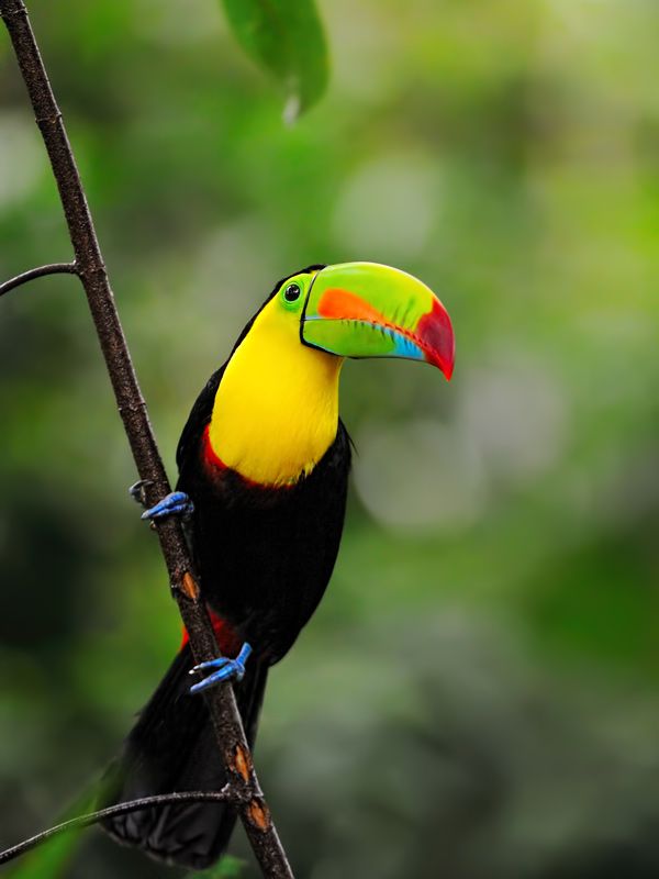 a toucan in the rainforest of Costa Rica
