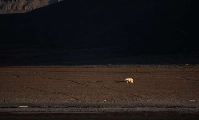 Polar Bear Radstock Island