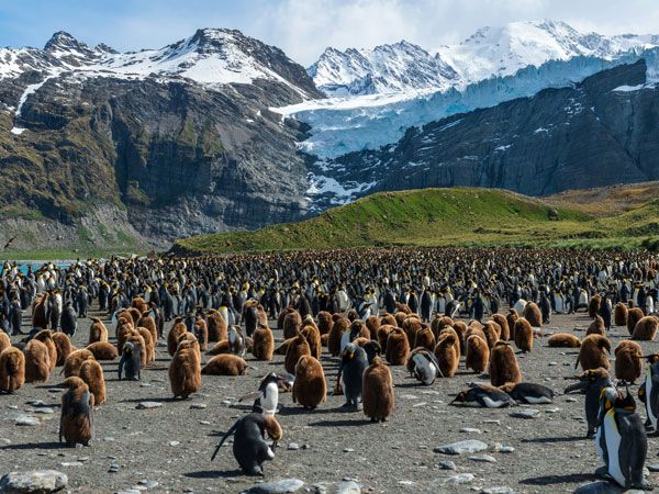 penguin colonies in subantarctic islands